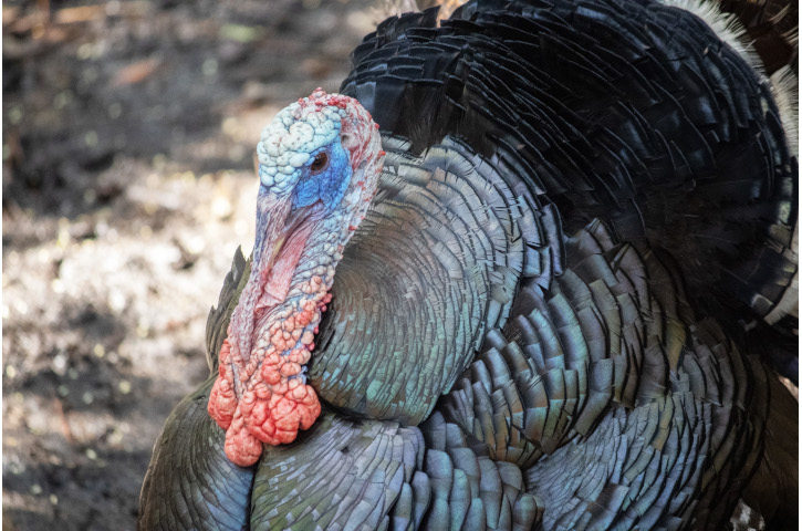 Thanksgiving at Brevard Zoo Photo