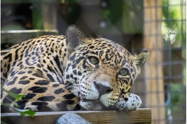 Adult Night Hike Nocturnal Senses