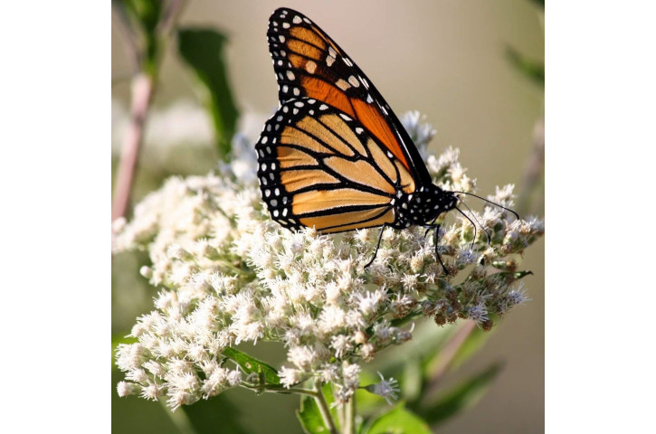Flutter Fest - Brevard Zoo