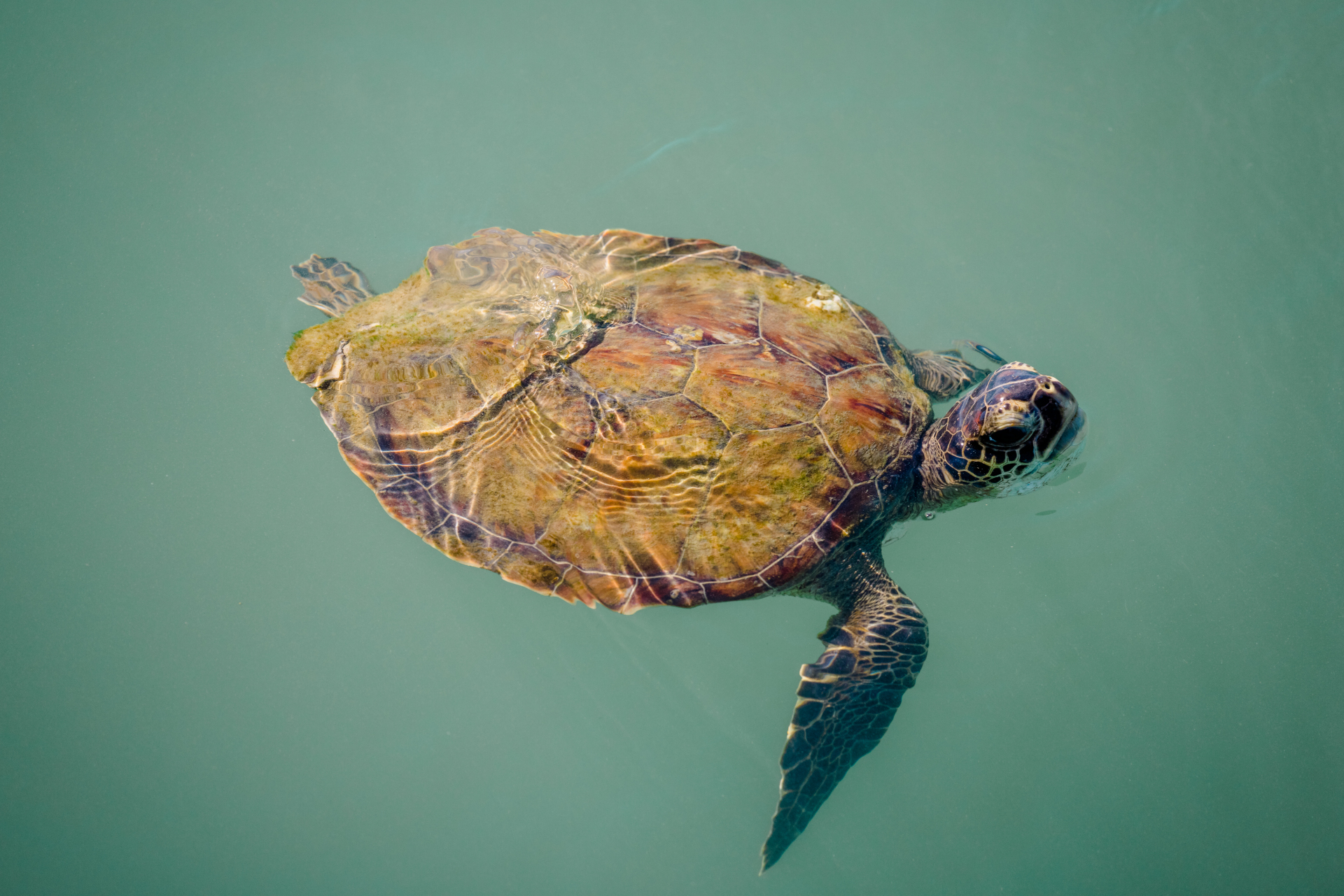 a sea turtle swims on the Space Coast