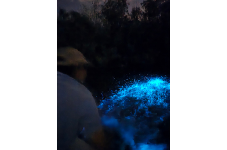 Bioluminescence Boat Tours 3