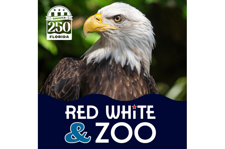 Red White & Zoo Flyer