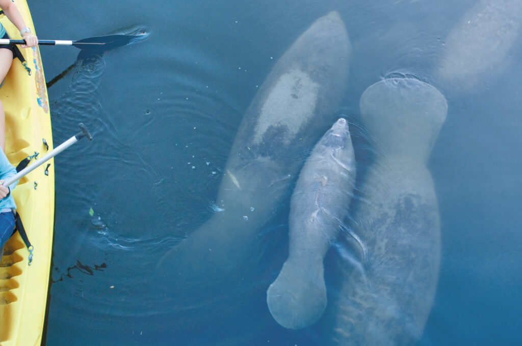 Family of Manatees near a kayak